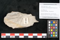 Foto (Objekt + Etikett) von Lycopodites palaeoselaginella Ettingshausen (NHMW-GEO-2024-0188-10336)